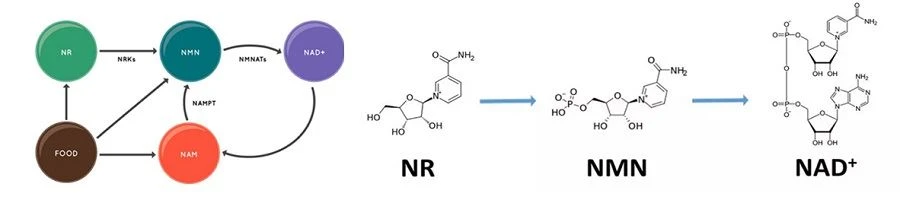 NR supplement powder NR supplement powder